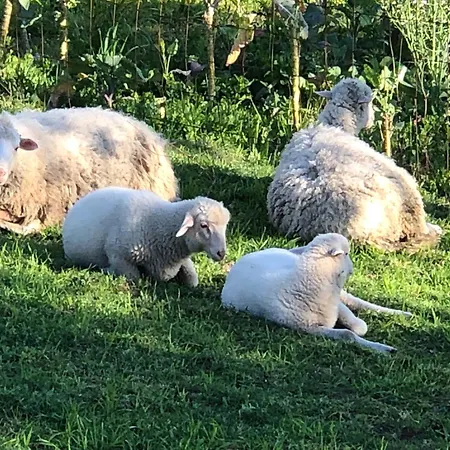 A Casa De Sobrado - Countryside House Villa *